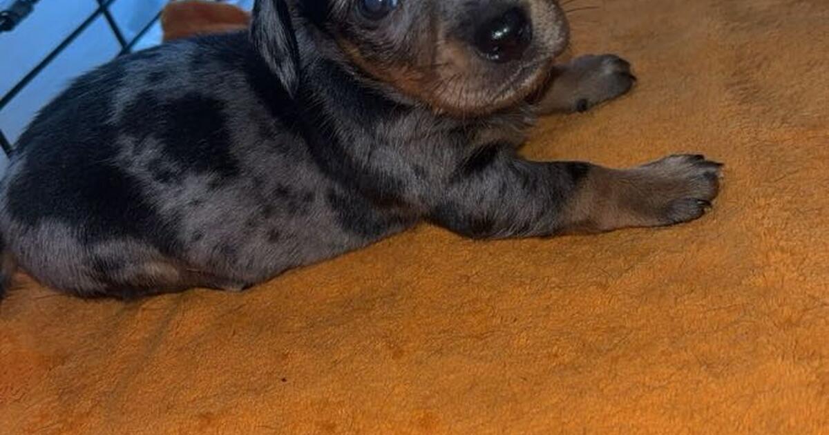 Dapple Chiweenies for Free in Anderson, CA For Sale & Free — Nextdoor