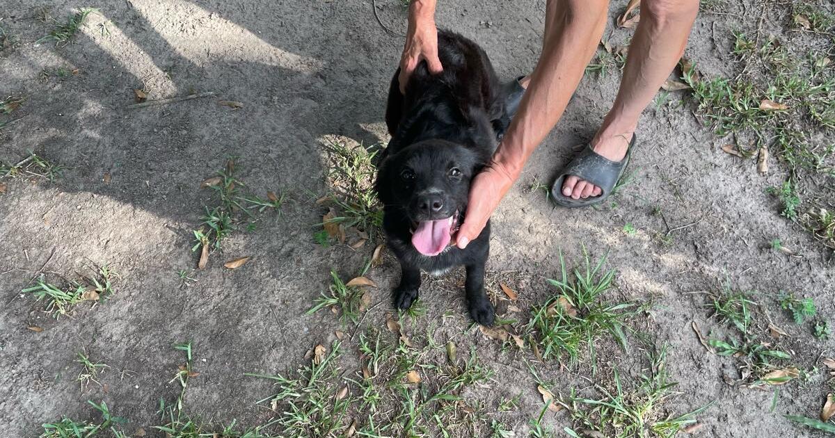 Lost dog for Free in Beaumont, TX Finds — Nextdoor