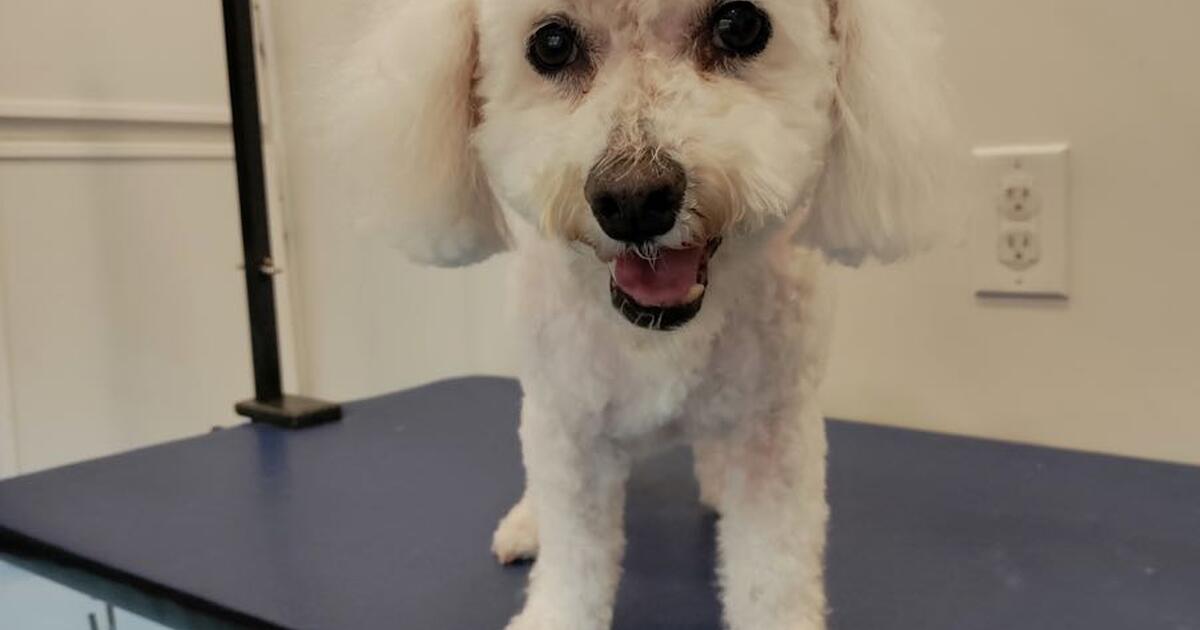 Red Line Bus Schedule El Cerrito