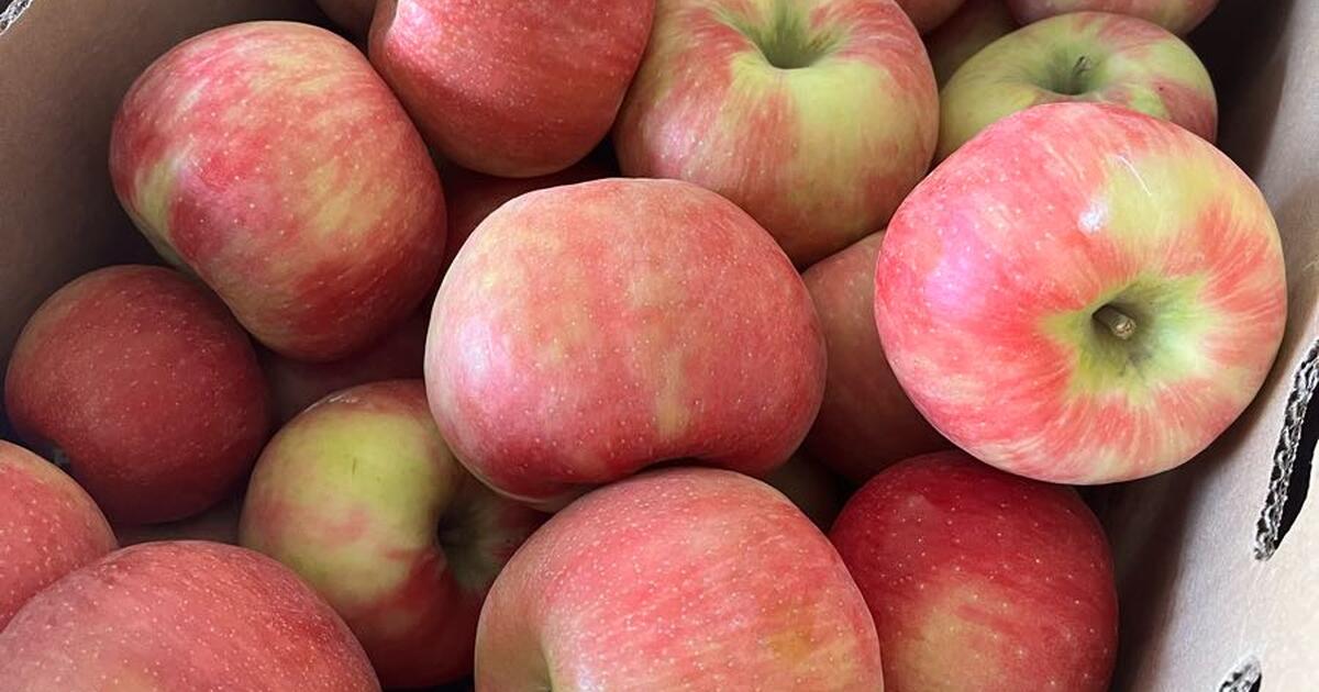 Honey Crisp Apples for 25 in Meridian, ID Finds — Nextdoor
