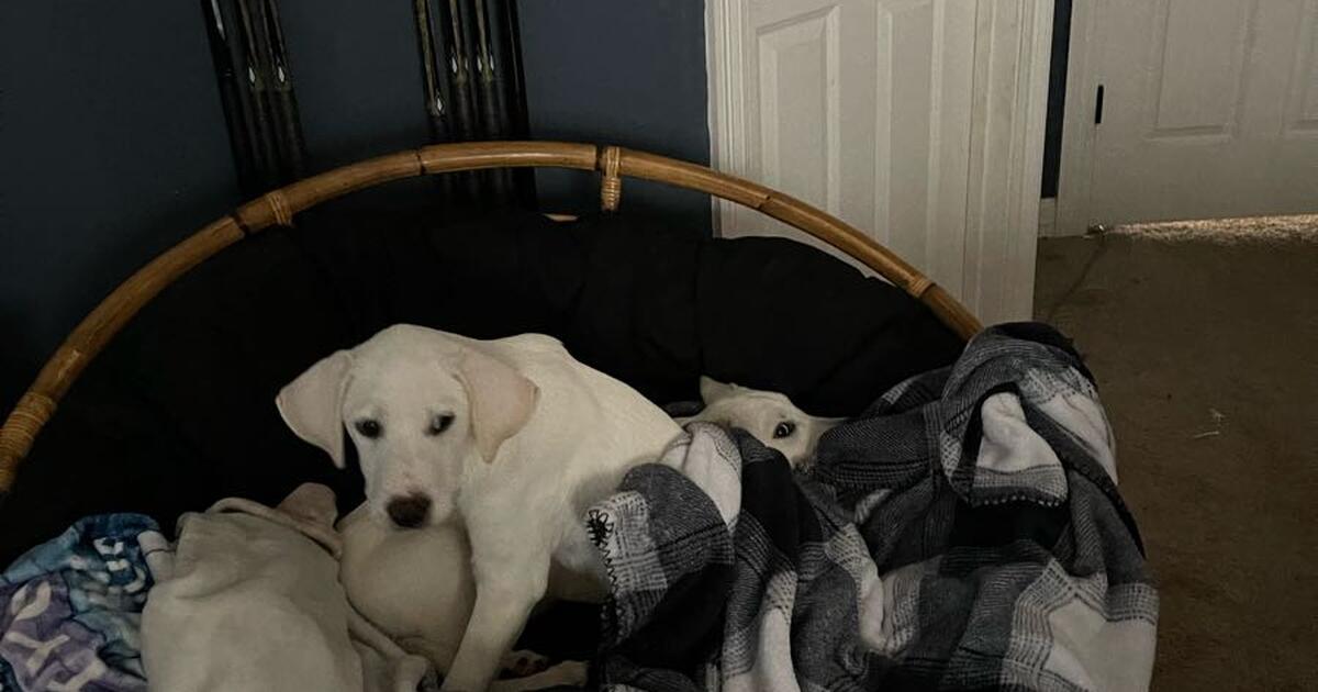 Lab puppies for Free in Southaven, MS For Sale & Free — Nextdoor