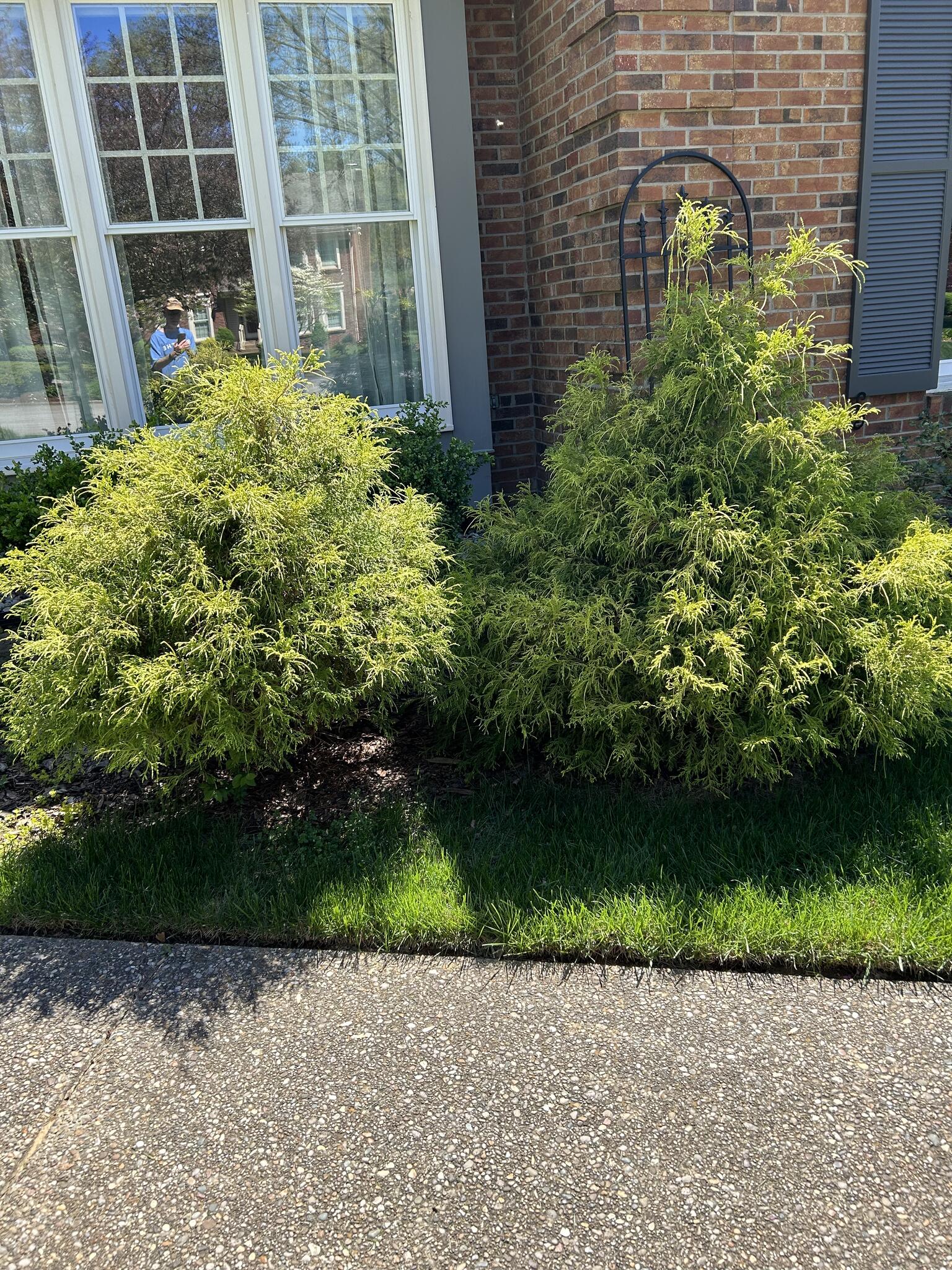 Mop Cypress Shrubs for Free in Louisville, KY For Sale & Free — Nextdoor
