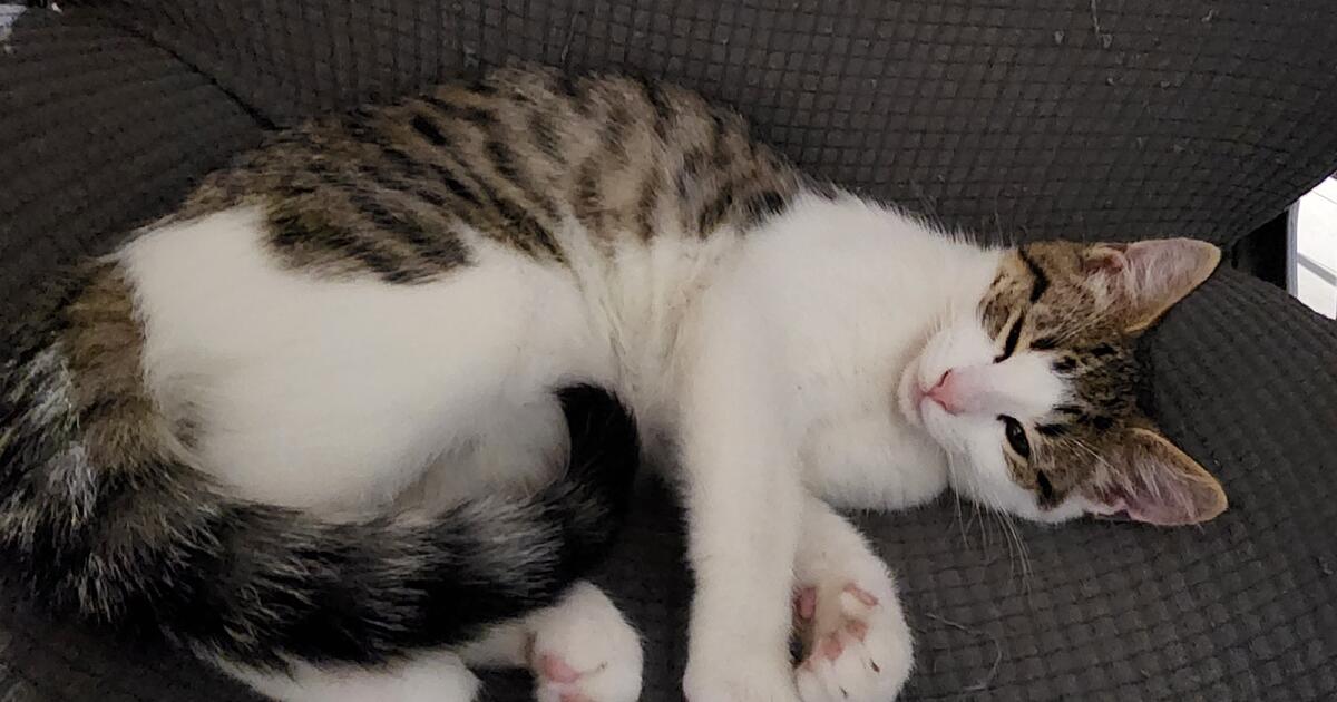 Sister Kittens 3 Months Old for 50 in Harrisburg, PA For Sale & Free