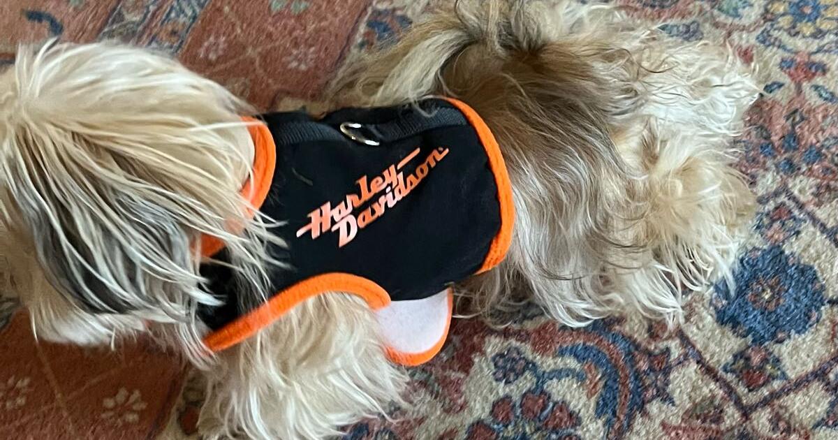 Harley Davidson Dog Harness Coat for 10 in Flagler Beach, FL Finds