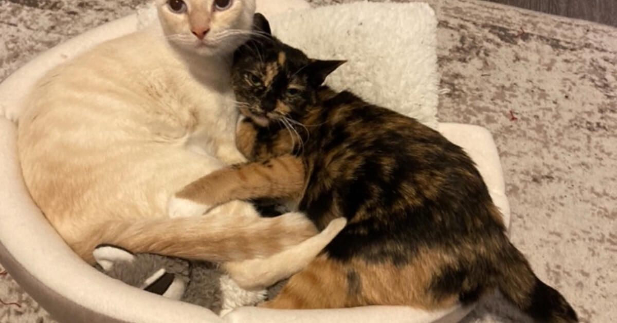 Looking to rehome cats for Free in Irvine, CA For Sale & Free — Nextdoor