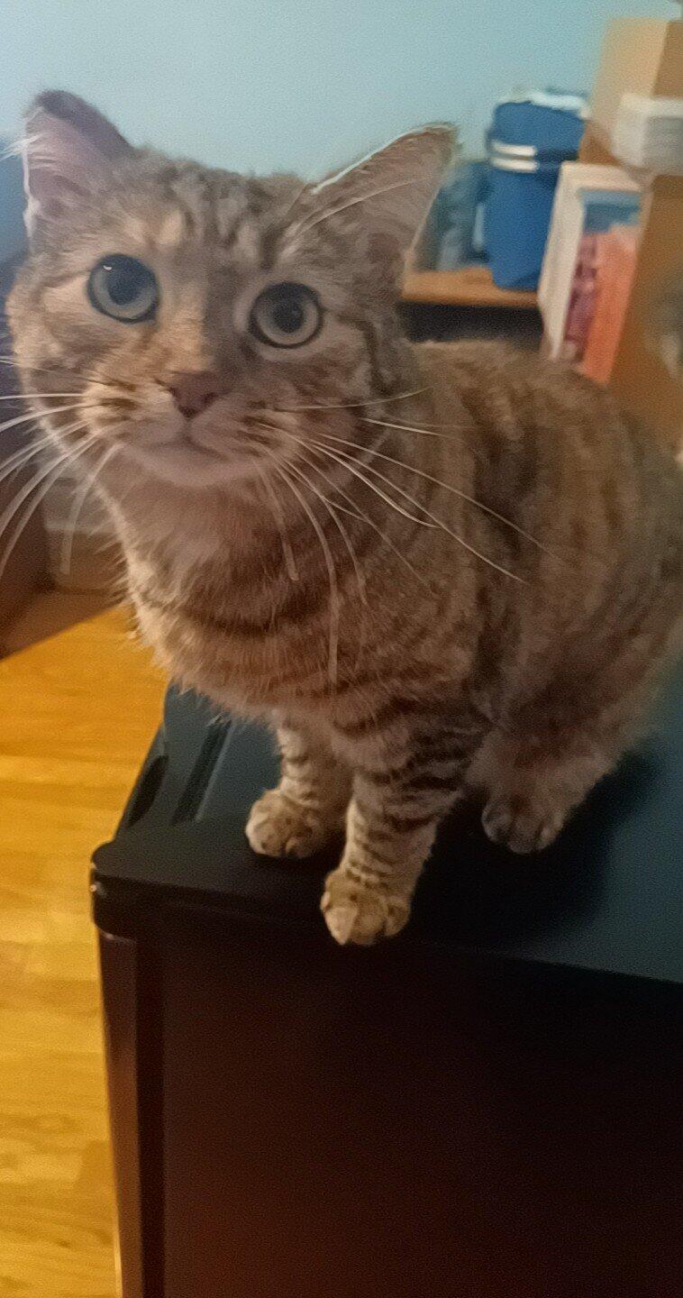 Adopt A Cat for Free in Chicago, IL For Sale & Free — Nextdoor