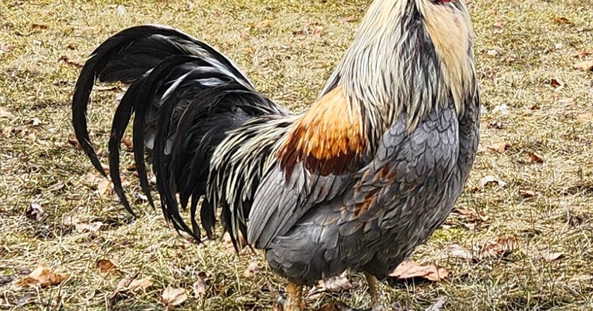 Chickens Breeding Trio Whiting True Blues for 80 in Stillwater, MN