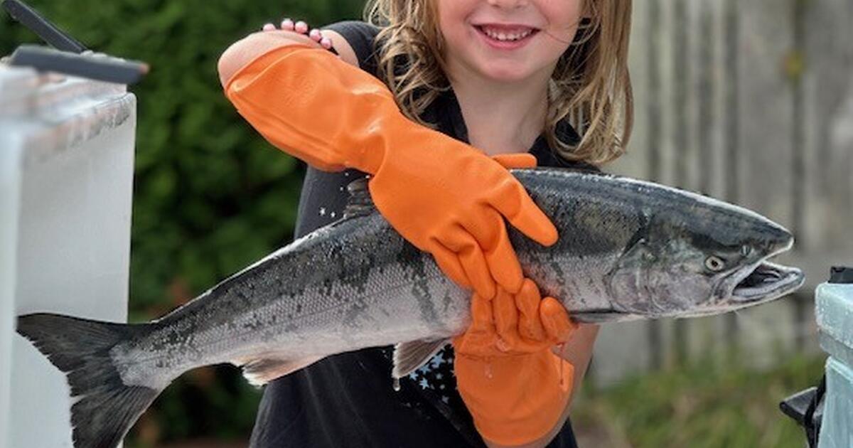 FRESH WILD SALMON FOR SALE! for 5 in Bellingham, WA For Sale & Free