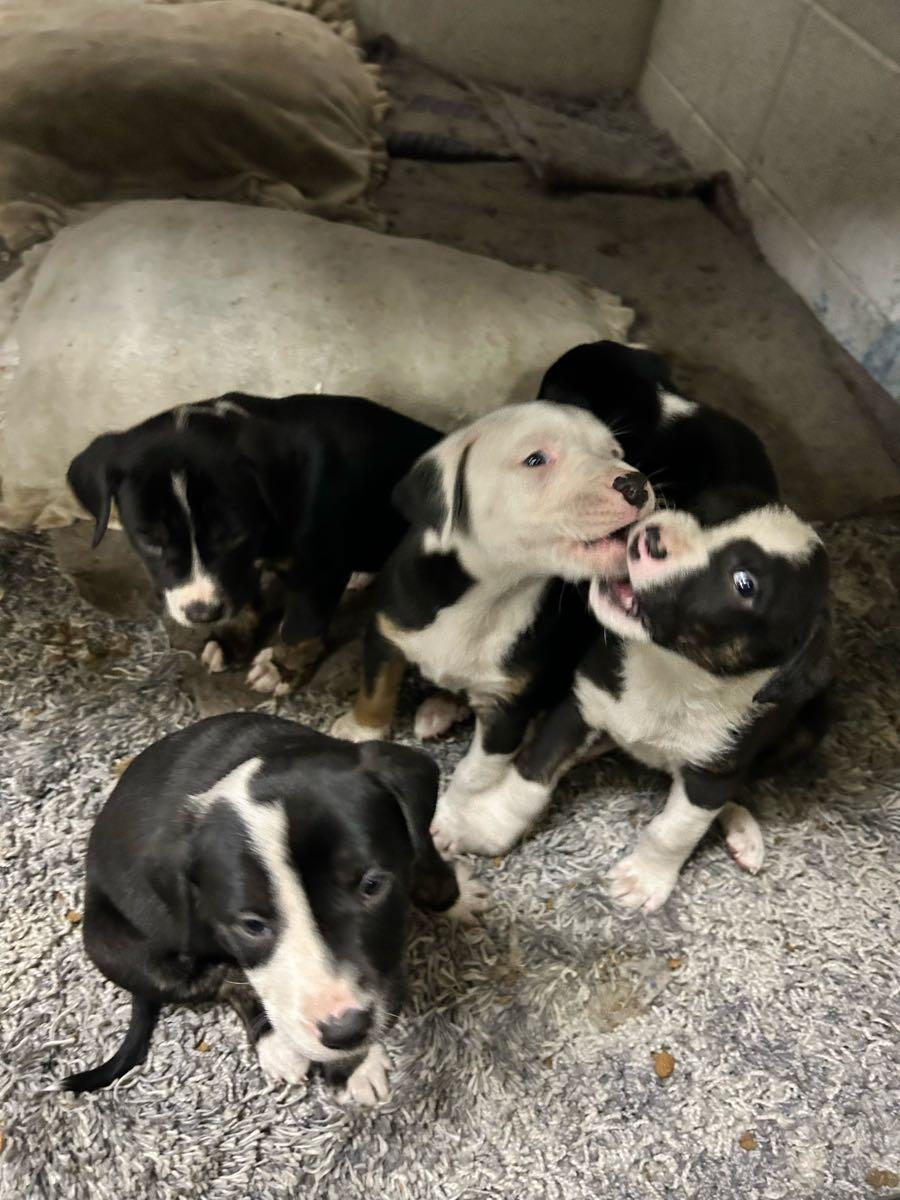 FREE PUPPIES!!! for Free in Ogden, UT | For Sale & Free — Nextdoor