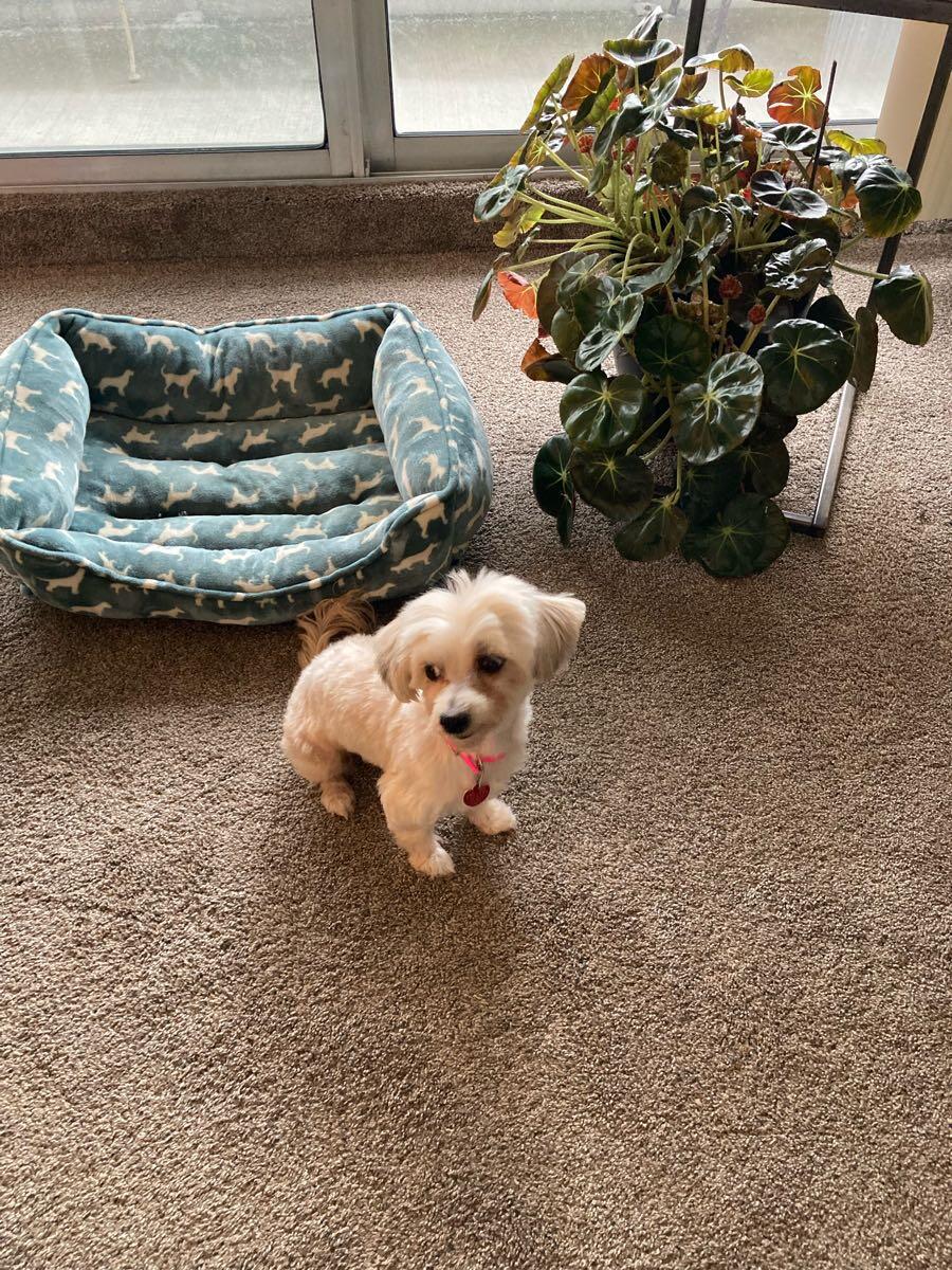 Dog(Free Morkie) for Free in Cleveland, OH | For Sale & Free — Nextdoor