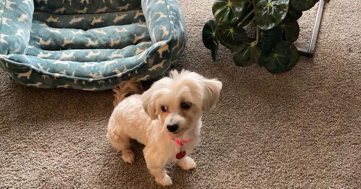 Dog(Free Morkie) for Free in Cleveland, OH | For Sale & Free — Nextdoor