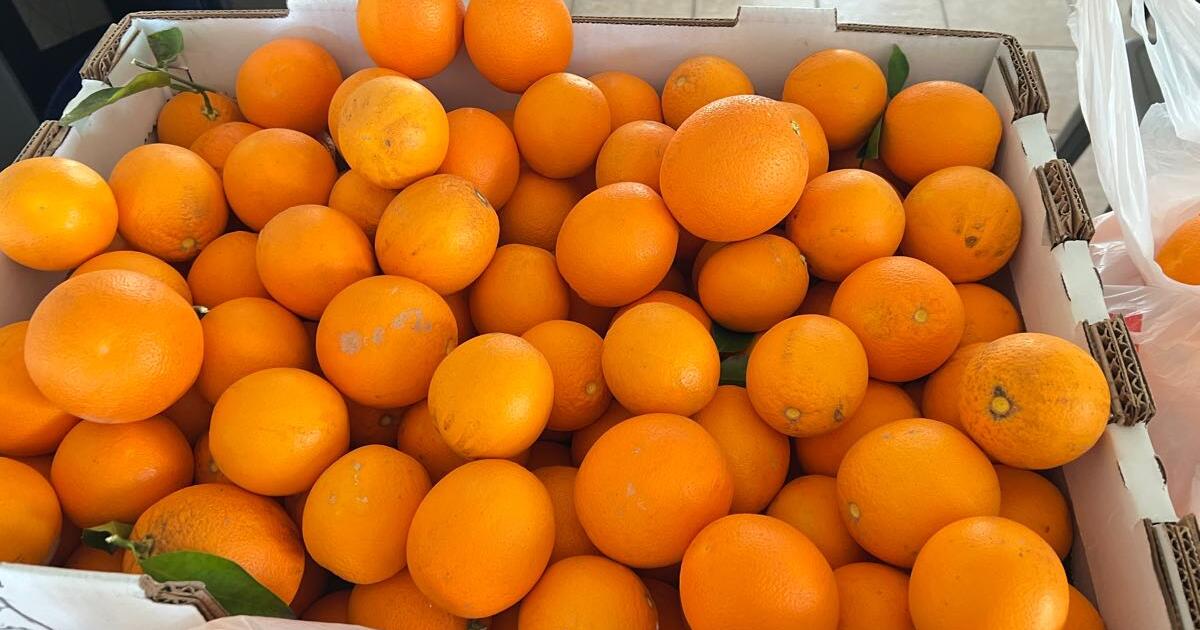 Free oranges for Free in Phoenix, AZ For Sale & Free — Nextdoor