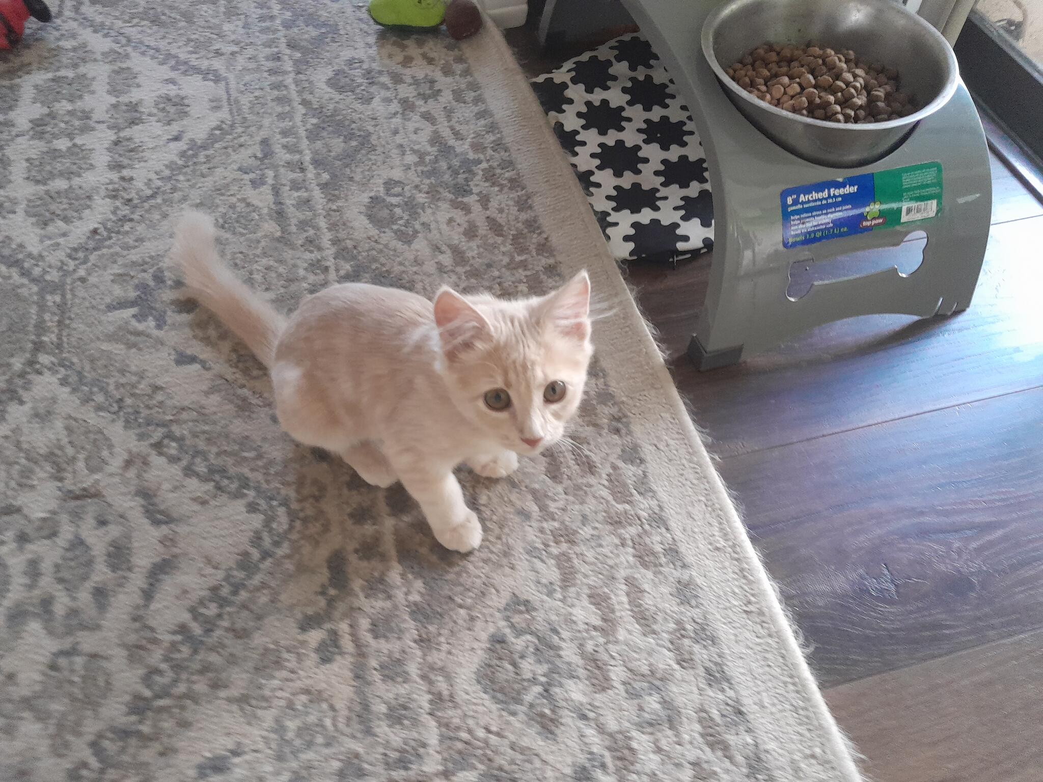 Kitten for Free in Orlando, FL For Sale & Free — Nextdoor