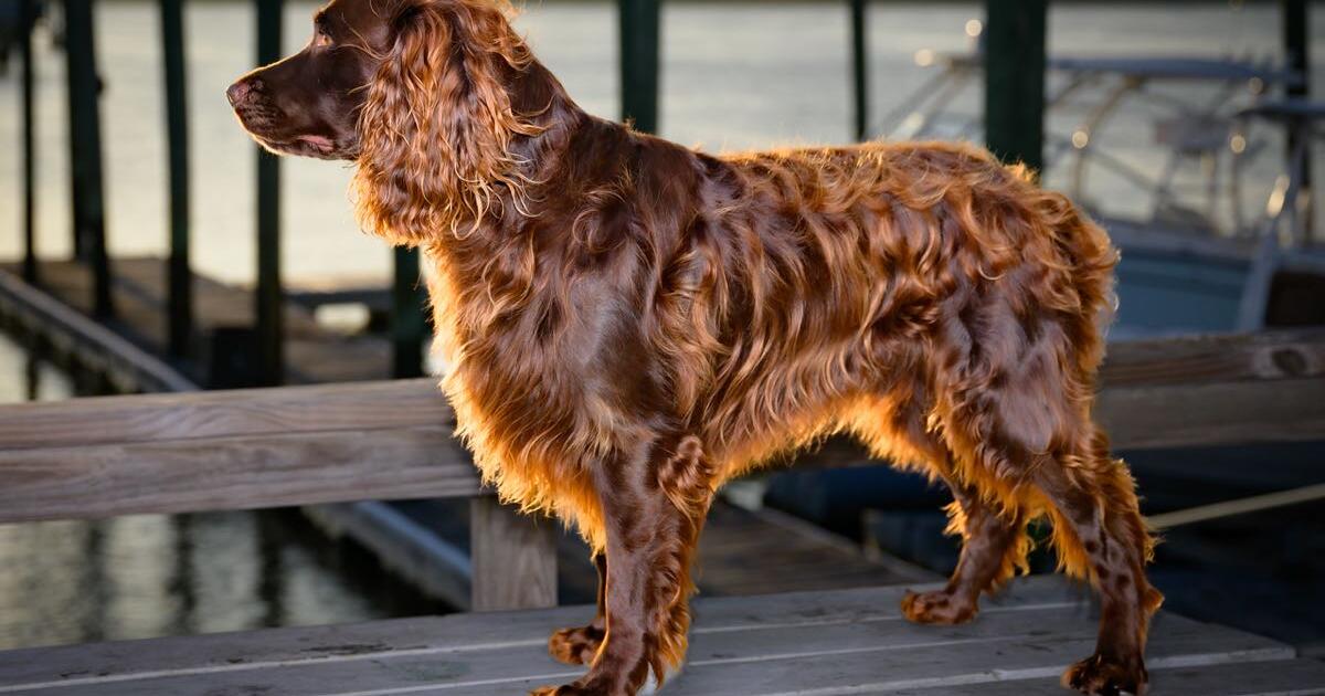 Boykin Stud Service for Free in Mount Pleasant, SC For Sale & Free