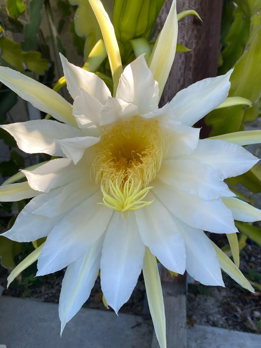 Free Dragon Fruit pollen for Free in Thousand Oaks, CA For Sale