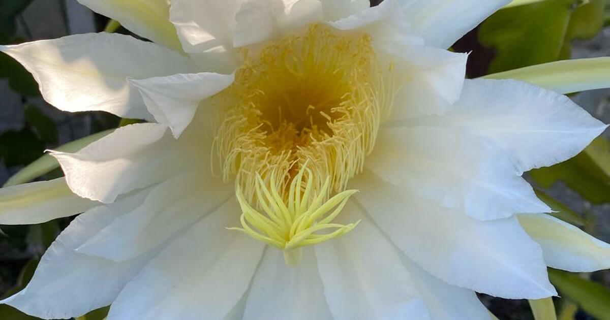 Free Dragon Fruit pollen for Free in Thousand Oaks, CA For Sale