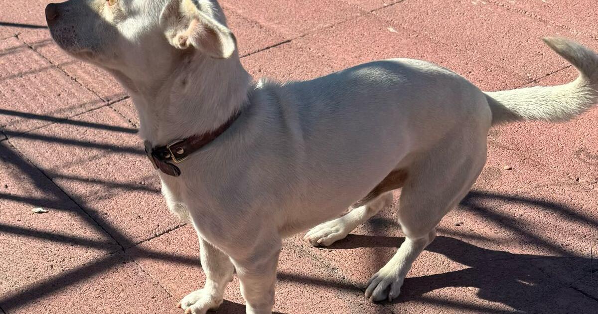 Are Bus Rides Free In Tucson