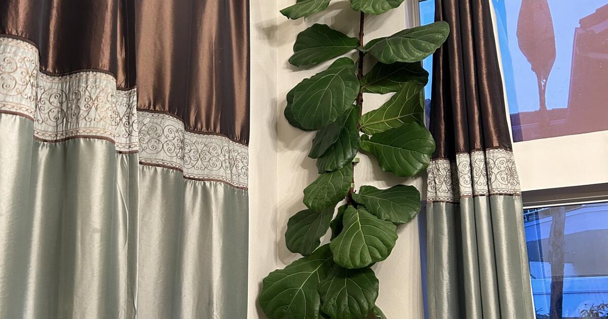 Moving Sale Fiddle Leaf Fit Tree Large (15feet) (including ceramic