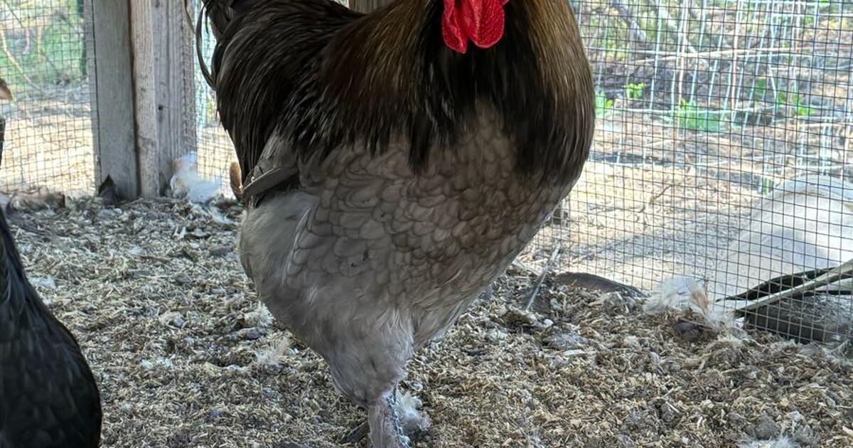 Blue Copper Marans Rooster for Free in Athol, ID | For Sale & Free ...