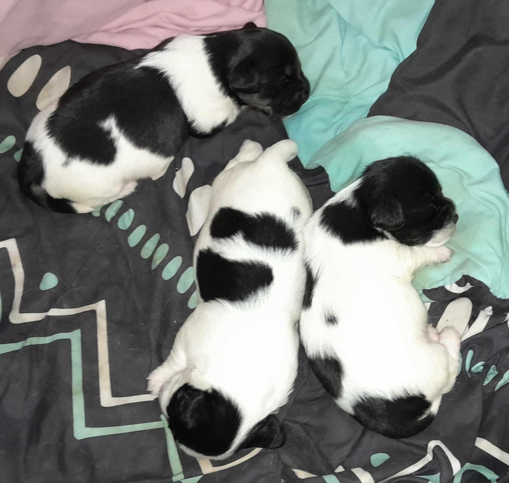 PUPPIES READY 2WEEKS 500 (LEHIGH ACRES) for 500 in Lehigh Acres, FL