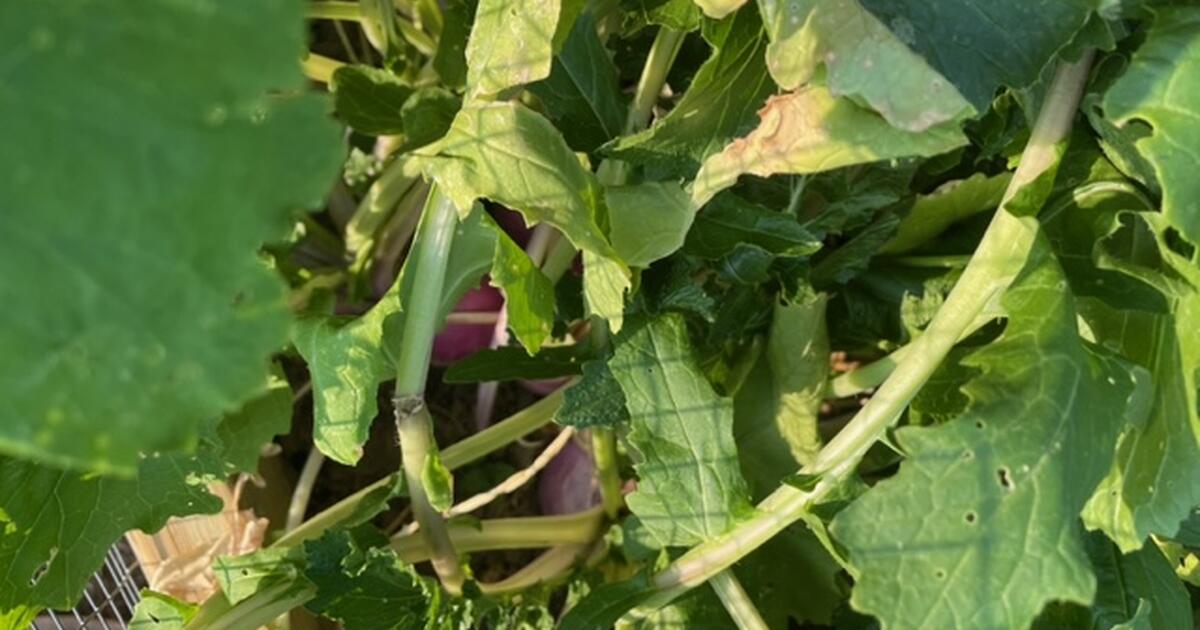 Kale, Turnips and some turnip greens for Free in Belleville, IL Finds