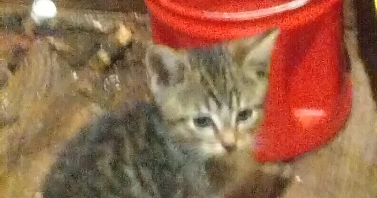 Free Kittens for Free in Friendsville, TN | For Sale & Free — Nextdoor