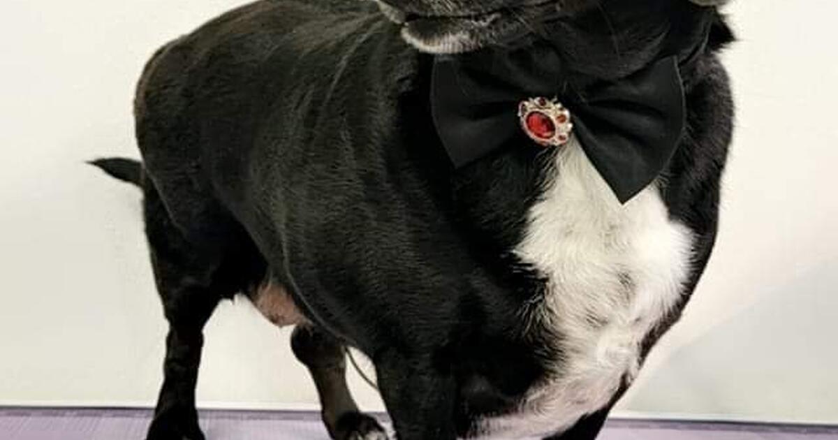 Dog Grooming BOISE//STAR in Boise, ID For Sale & Free — Nextdoor