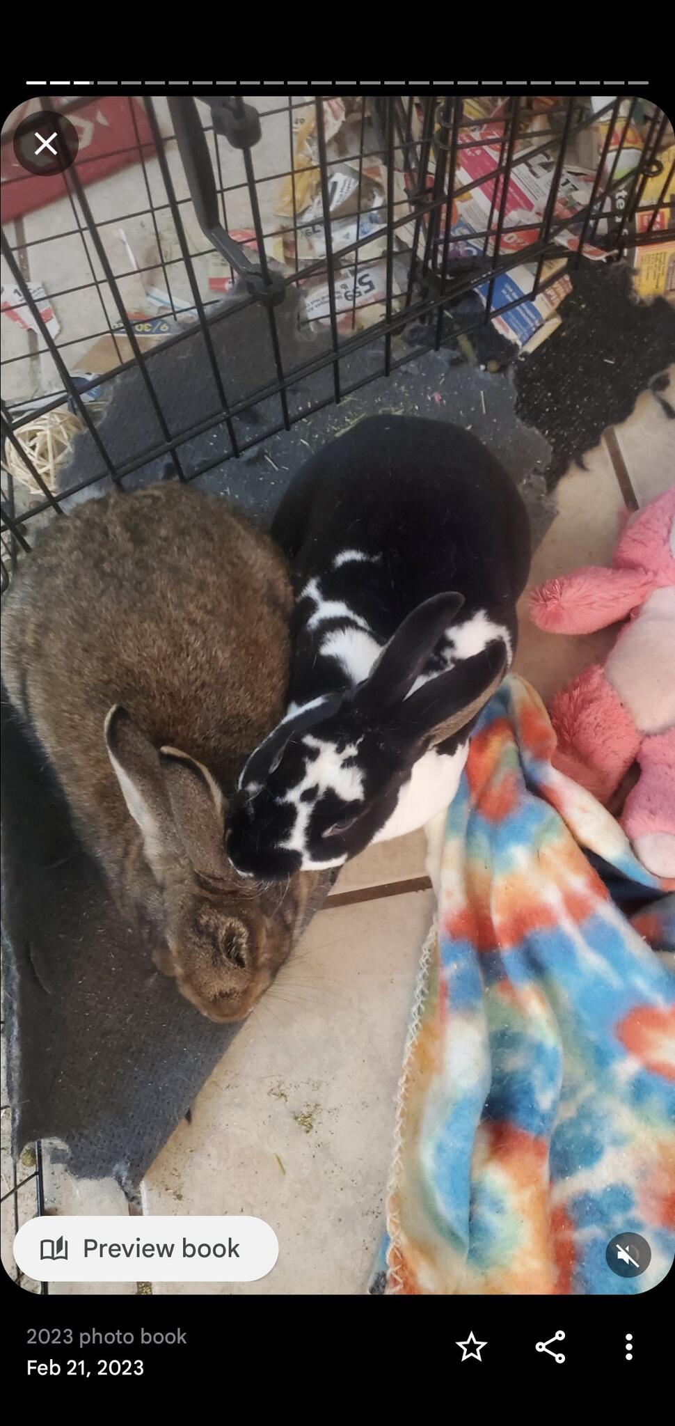 Rehoming Rabbits for Free in Phoenix, AZ For Sale & Free — Nextdoor