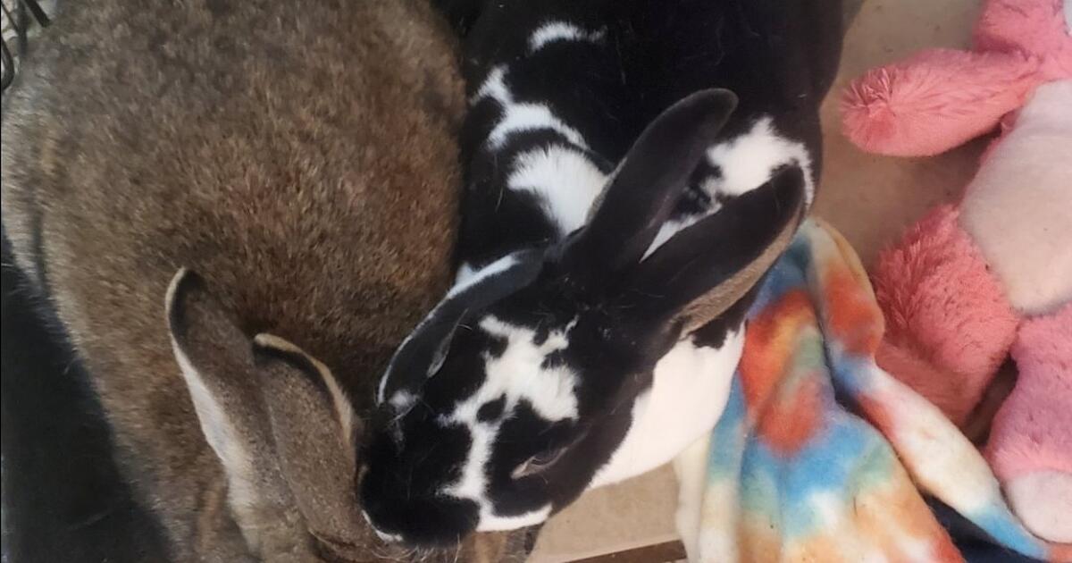 Rehoming Rabbits for Free in Phoenix, AZ For Sale & Free — Nextdoor