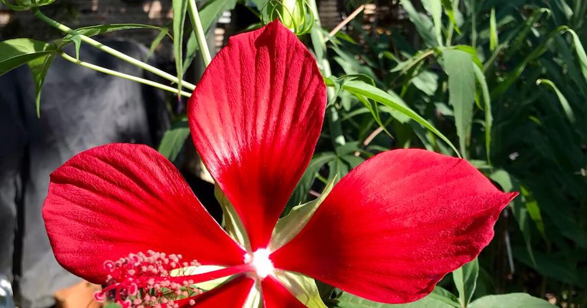 UPDATE NATIVES & TROPICAL PLANTS for SALE for 8 in Houston, TX For