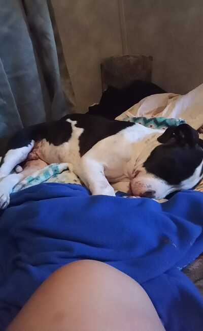 North loop best sale animal hospital