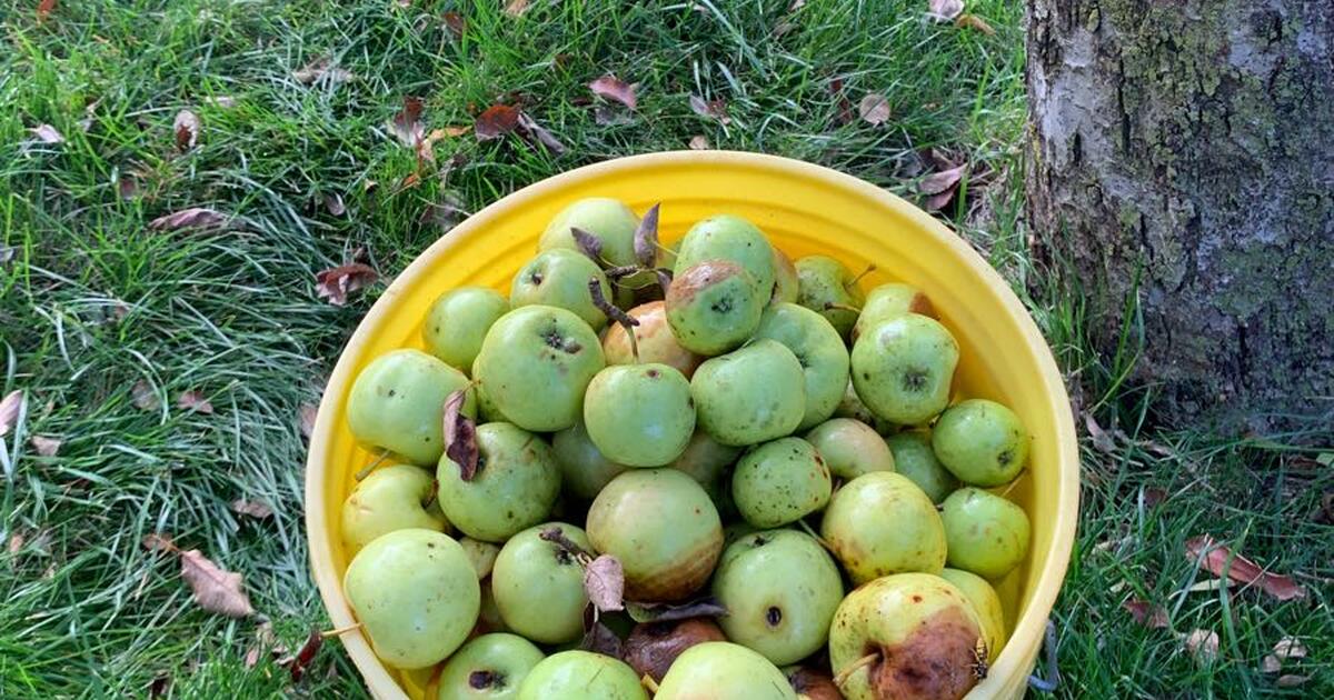 FREE 5 gallon bucket of apples for Free in Canton, MI For Sale & Free