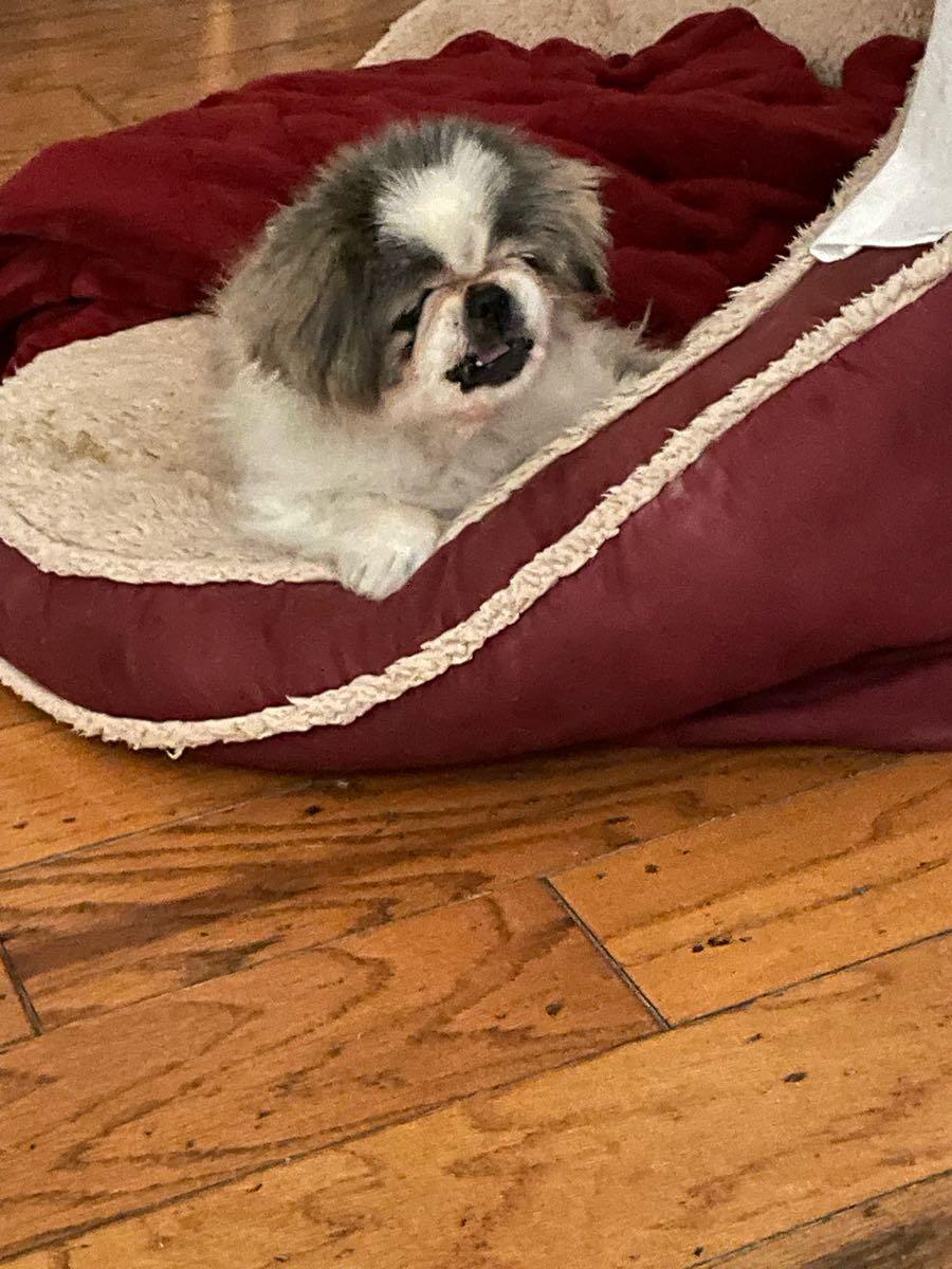 Dog for Free in San Clemente, CA For Sale & Free — Nextdoor