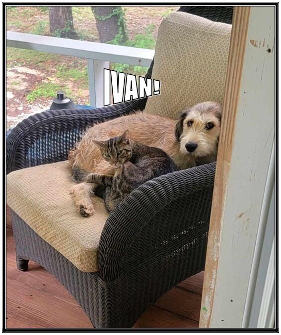 Puppies Free To A Good Home for Free in Eatonton, GA For Sale & Free