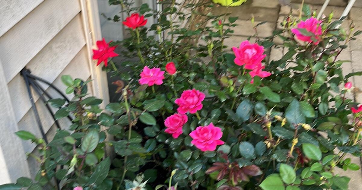 Roses for $20 in Gaithersburg, MD | Finds — Nextdoor