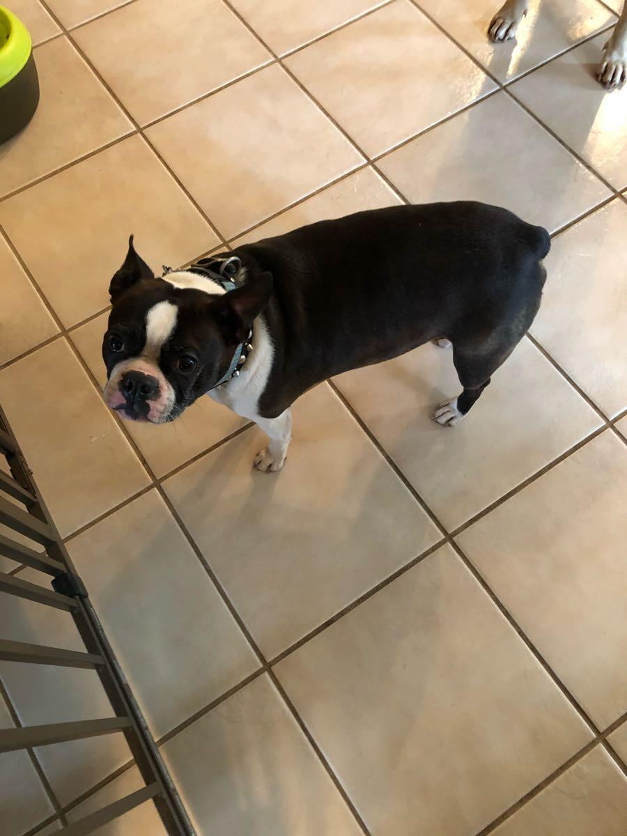 Must find home for my dogs for Free in Houston, TX For Sale & Free