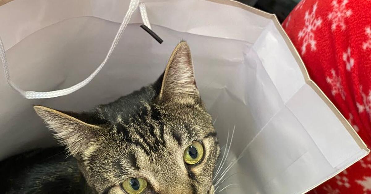 2-cats-need-to-rehome-for-free-to-good-home-s-for-free-in-thornton-co