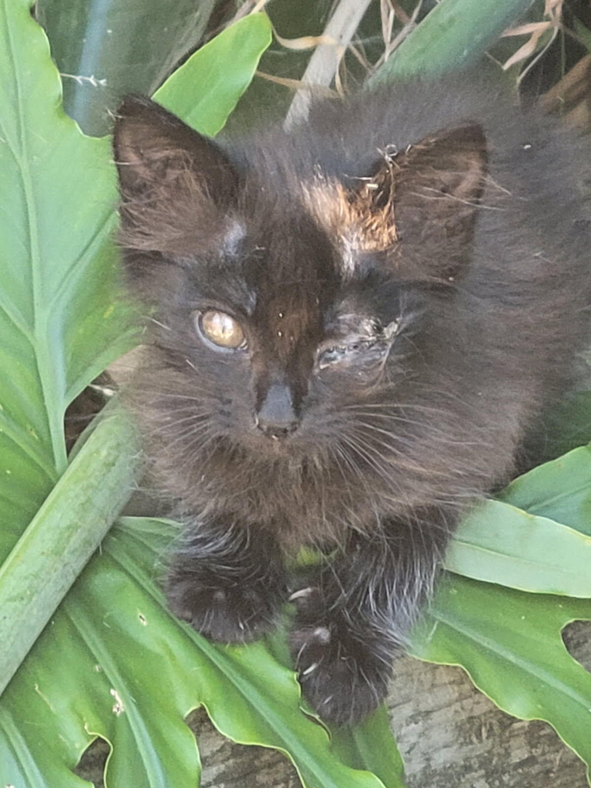 Solano-Napa Pet Emergency Clinic - Fairfield, CA - Nextdoor