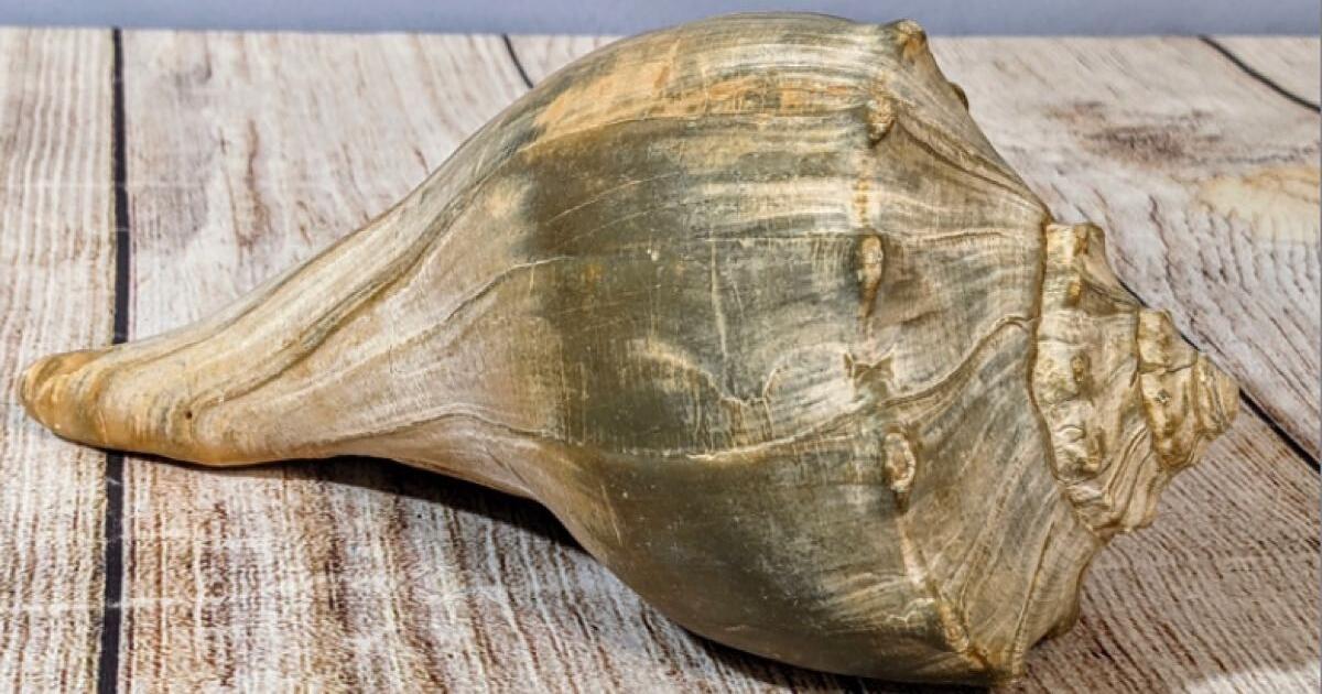 Conchs/ whelks for sale for 3 in Riverside, RI Finds — Nextdoor