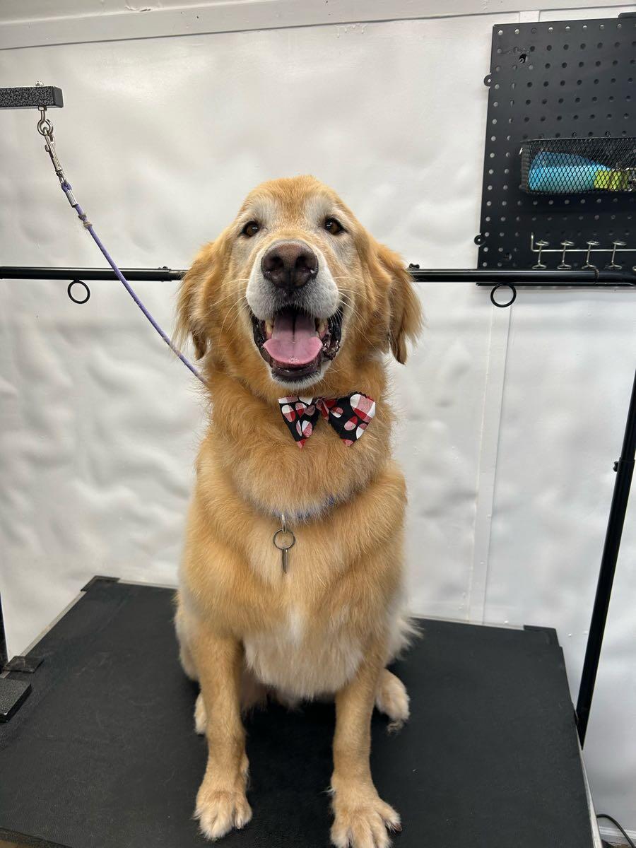 Pet Resort Royal Paws Mobile Dog Grooming Luxury Mobile Pet Spa