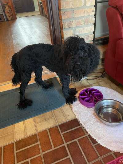 Rocky's online mobile grooming