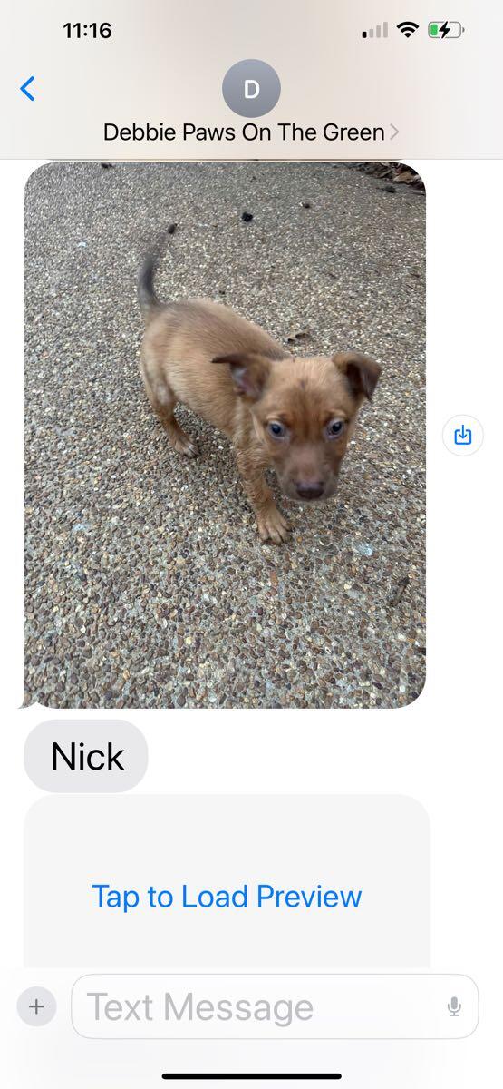 Dog for adoption in Jackson, NJ For Sale & Free — Nextdoor