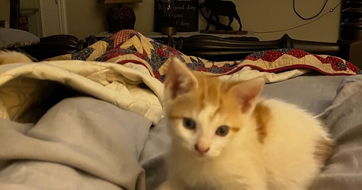 Free kittens for Free in Sherrills Ford, NC Finds — Nextdoor