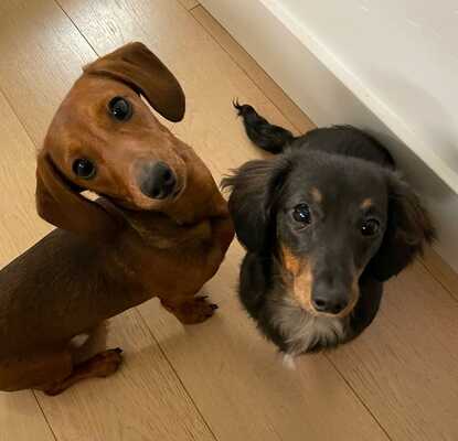 Give a dog clearance a comb