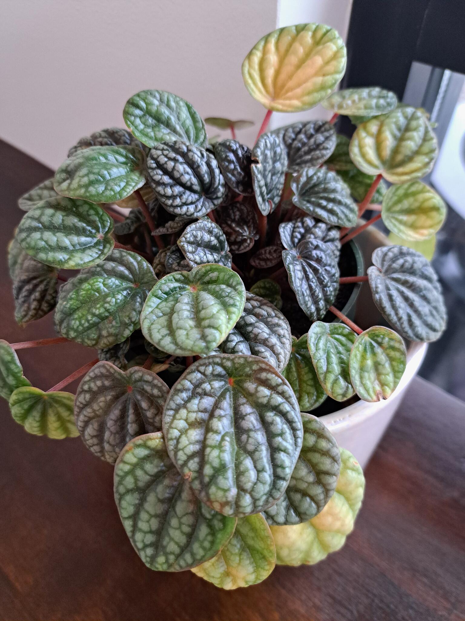 Starting Plants for Free in Boise, ID | For Sale & Free — Nextdoor