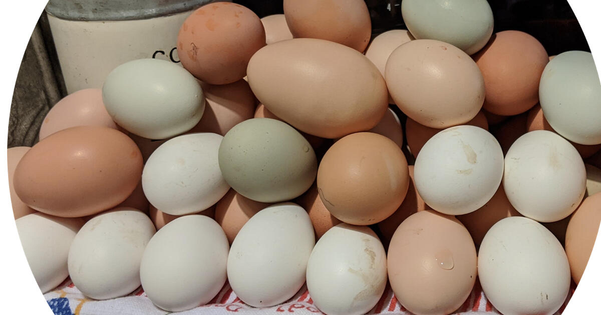 Looking for fresh eggs today for 12345 in Tucson, AZ Finds — Nextdoor