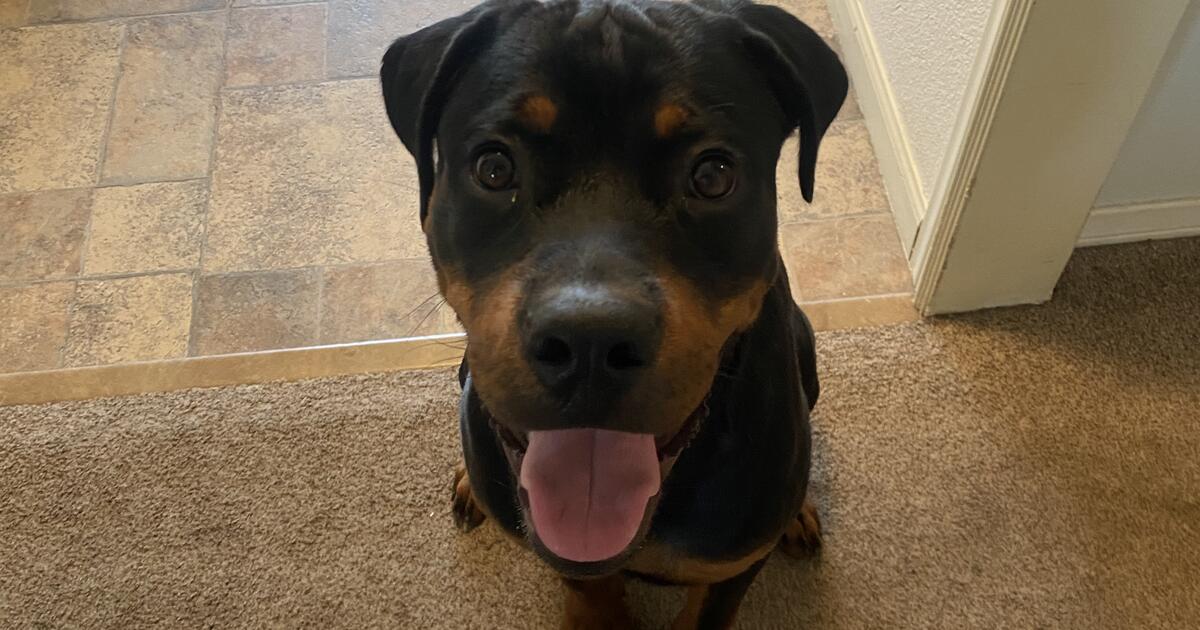 Baby Rottweilers For Free Re-home Rottweiler for Free in Oxnard, CA | For Sale & Free โ Nextdoor