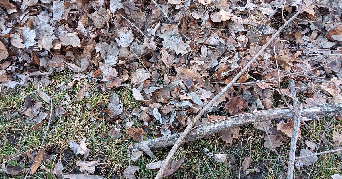 Dry Cleaning Ann Arbor Dry Cleaning Ann Arbor