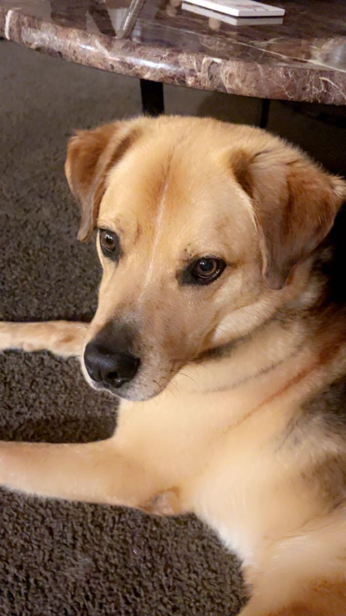Rehoming Henry! 🐶🐾
