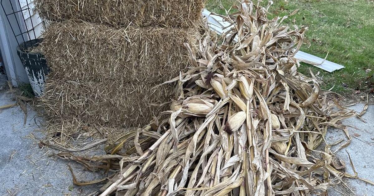Corn stalks and straw bales for Free in Virginia Beach, VA For Sale